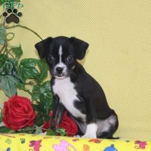 Robin, Boston Terrier Mix Puppy